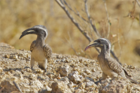 Tockus nasutus